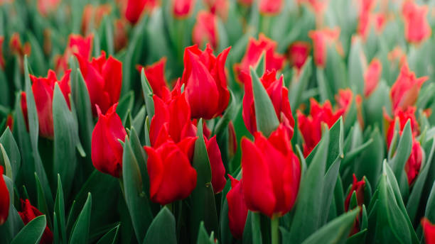 istock Blooming buds of red tulips. 1210614620
