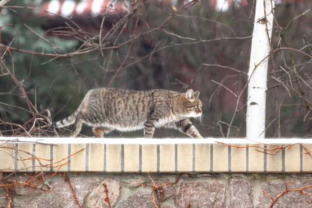 istock Gray cat walks over stone fence in winter day 1210614643