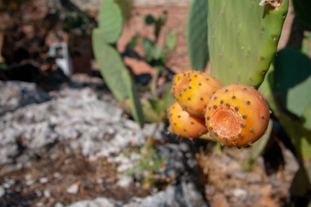 Prickly Pear Cactus in Taormina, Sicily