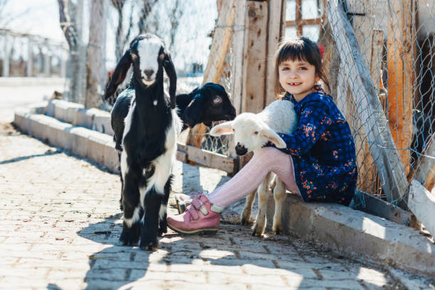 foto di una bambina che abbraccia un agnello bambino - petting zoo foto e immagini stock