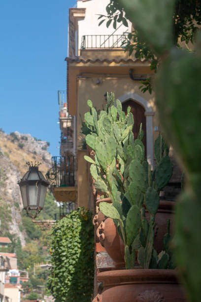 istock Prickly Pear Cactus in Taormina, Sicily 1210615506