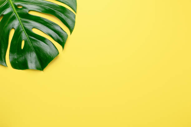 istock Tropical leaf Monstera on yellow background. Top view. Flat lay 1210616767