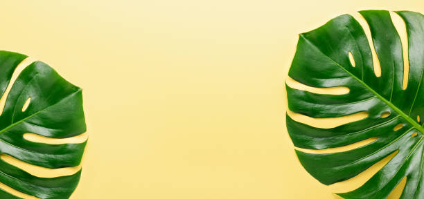 istock Tropical leaf Monstera on yellow background. Top view. Flat lay. Horizontal banner 1210616771
