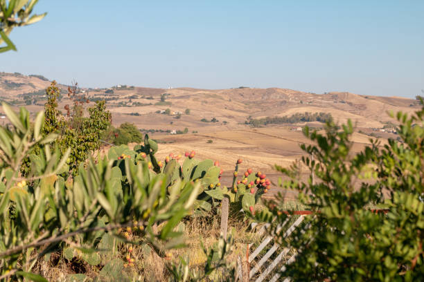Prickly Pear Cactus in Sicily, Italy