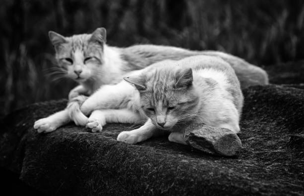 istock Abandoned street cats 1210619499