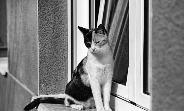 istock Abandoned street cats 1210619518