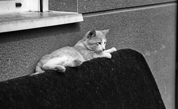 istock Abandoned street cats 1210619529