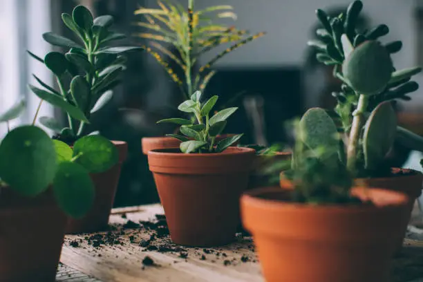 Photo of Indoors Gardening, Potting Succulent Houseplants