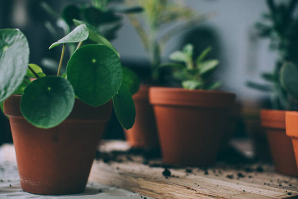 istock Indoors Gardening, Potting Succulent Houseplants 1210620594