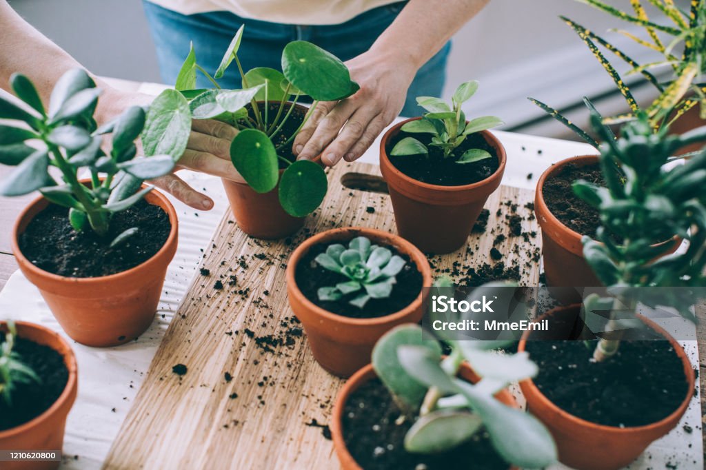 Jonge Vrouw, Hartstochtelijke Kamerplanten Care Giver, Repotting Plants - Royalty-free Kamerplant Stockfoto