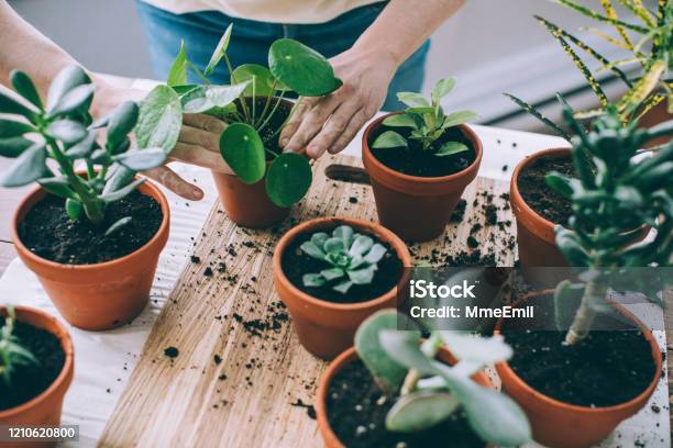Jonge Vrouw Hartstochtelijke Kamerplanten Care Giver Repotting Plants Stockfoto en meer beelden van Kamerplant