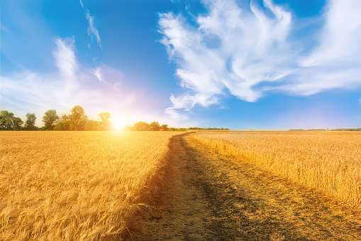 Golden Wheat Field In The Light Of Sunrise Stock Photo - Download Image Now - Agricultural Field, Agriculture, Backgrounds - iStock Golden Wheat Field In The Light Of Sunrise Stock Photo - Download Image Now - Agricultural Field, Agriculture, Backgrounds - iStock