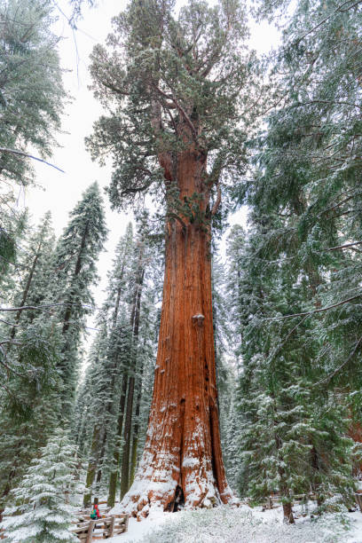 parque nacional sequoia com neve fresca. - sequoia national forest - fotografias e filmes do acervo