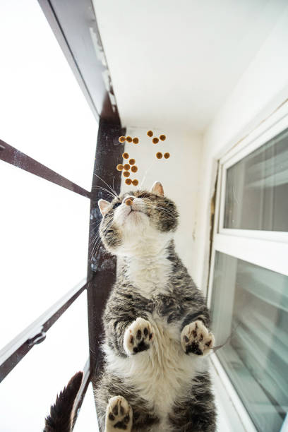 istock Cat standing on glass table on loggia 1210622047