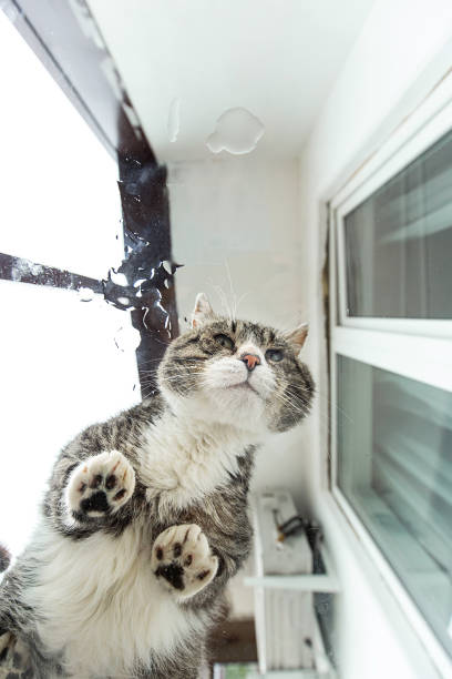 istock Cat sitting on glass table and looking through at camera 1210622064