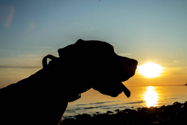 istock Silhouette of a dog at sunset beach on seashore 1210625638