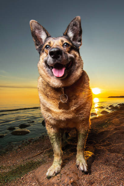 istock Cute shepherd dog resting on beach in evening 1210625646
