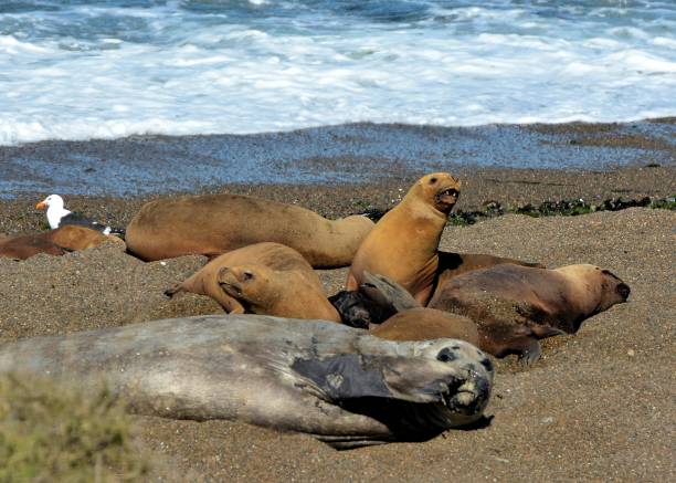 istock Elephant seals and fur seals 1210625678
