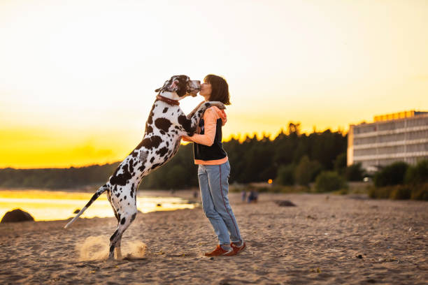 istock Joyful woman spending time running with dogs on sandy beach 1210625739