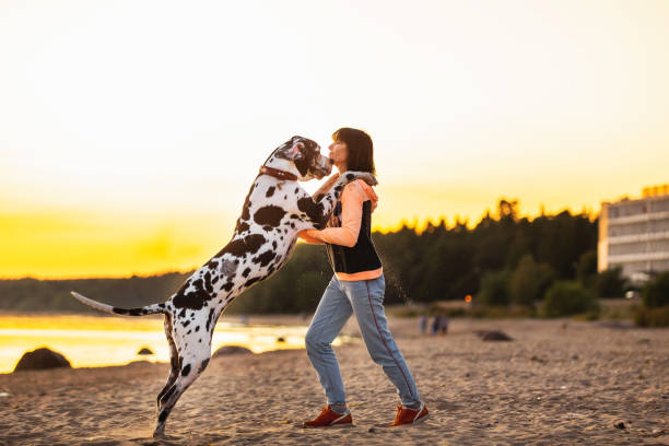 istock Joyful woman spending time running with dogs on sandy beach 1210625741