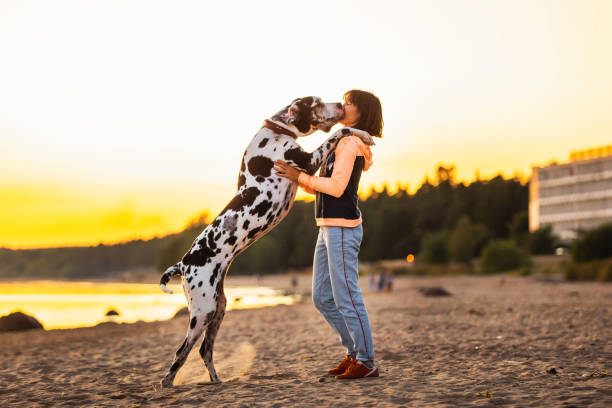 istock Joyful woman spending time running with dogs on sandy beach 1210625743