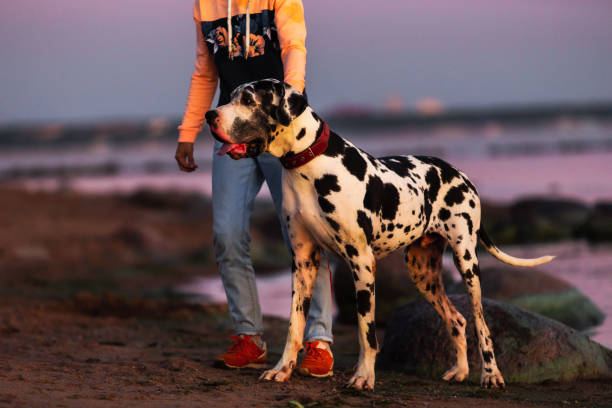 istock Unrecognizable person with purebred dog on beach 1210625749