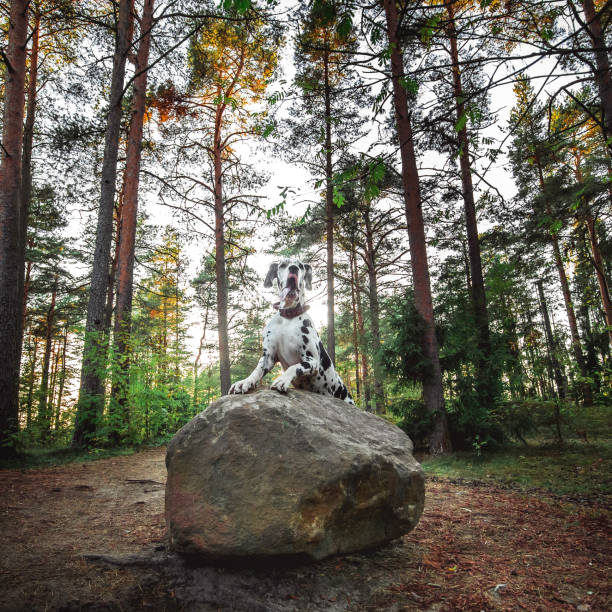 Curios adorable Dalmatian dog standing with feet on huge stone in evergreen forest in bright day