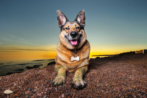 istock Cute shepherd dog resting on beach in evening 1210625800