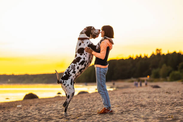 istock Joyful woman spending time running with dogs on sandy beach 1210625831