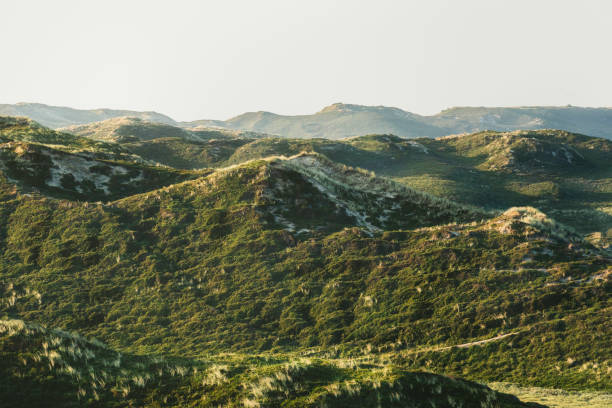 Moss covered dunes at sunrise, on Sylt island, at North Sea, Germany. Dune landscape with green moss in nature reserve.