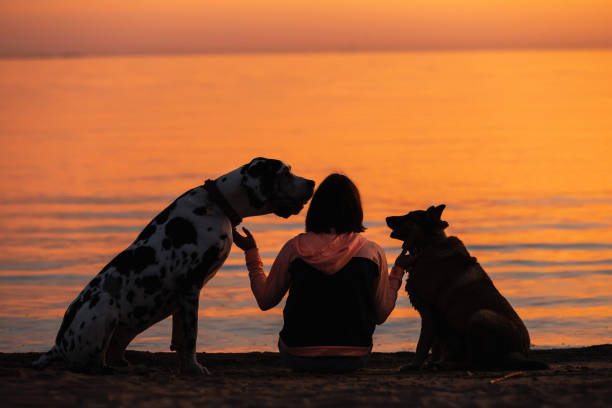 istock Unrecognizable woman with dogs watching sunset on beach 1210627167