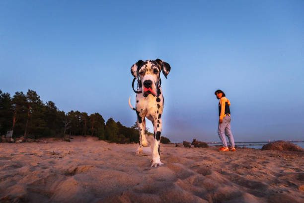 istock Cute pedigree dog on sandy beach in summer 1210627223