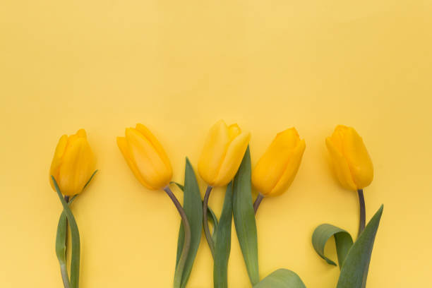 istock Yellow tulips flowers on a yellow background top view selective focus 1210627228