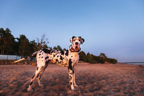 istock Cute pedigree dog on sandy beach in summer 1210627262