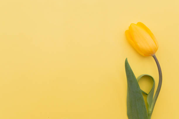 istock Yellow tulips flowers on a yellow background top view selective focus 1210627270