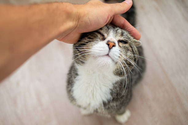 Unrecognizable man caressing old cat at home
