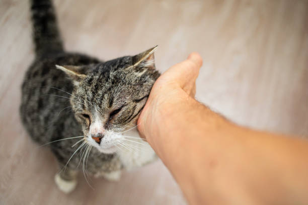 istock Unrecognizable man caressing old cat at home 1210628038