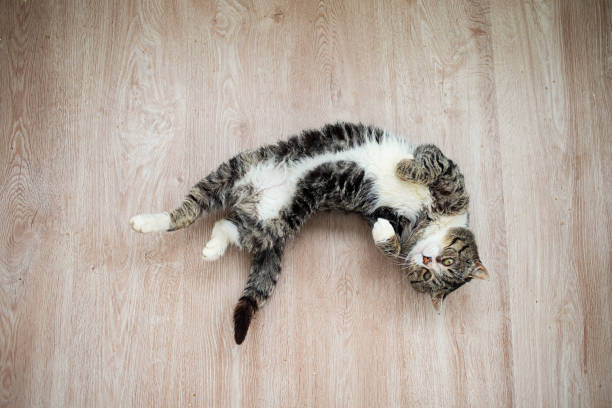istock Adorable aged cat resting on floor at home 1210628048