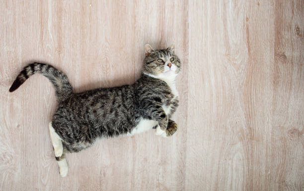 istock Adorable aged cat resting on floor at home 1210628050