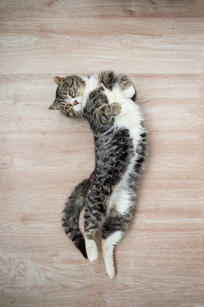 istock Adorable aged cat resting on floor at home 1210628055