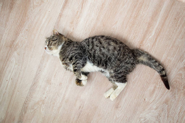 istock Adorable aged cat resting on floor at home 1210628075