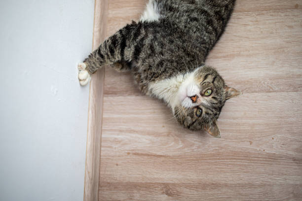 istock Adorable aged cat resting on floor at home 1210628111