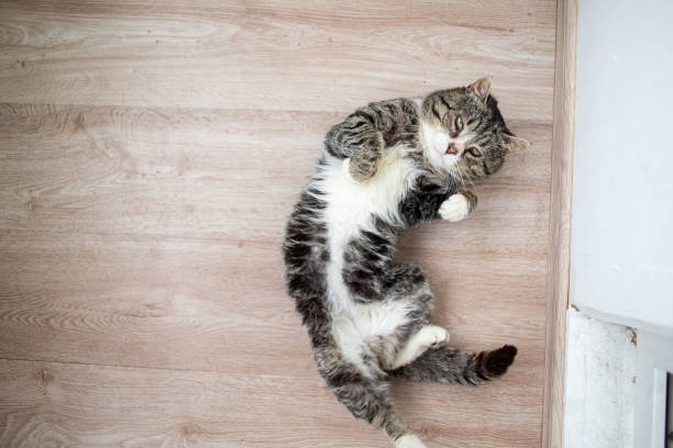 istock Adorable aged cat resting on floor at home 1210628272