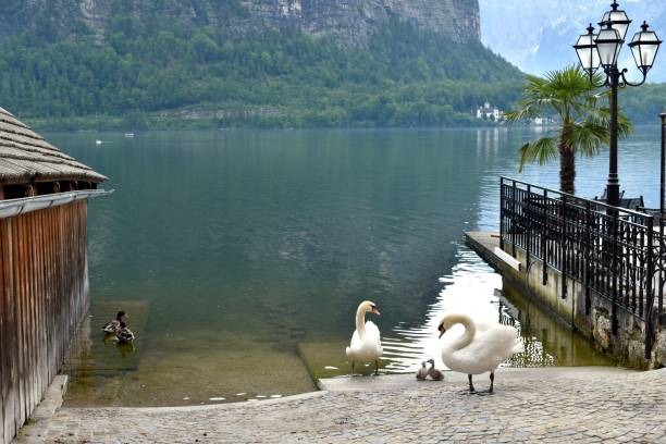 istock Animals by the lake 1210628307