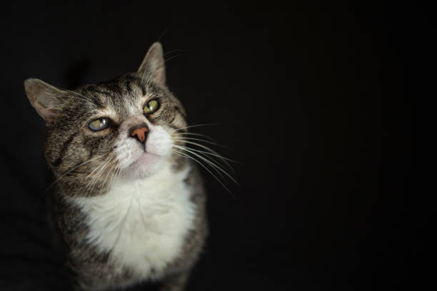 istock Serious aged cat sitting on sofa at home 1210628436