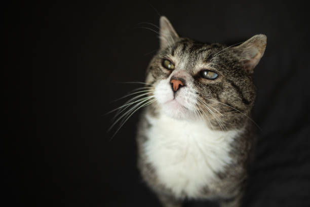 istock Serious aged cat sitting on sofa at home 1210628441