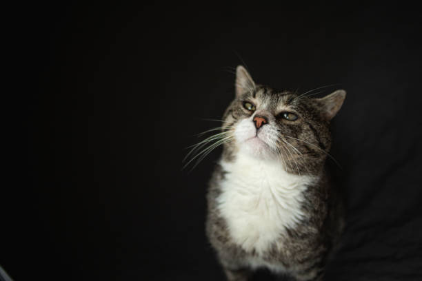 istock Serious aged cat sitting on sofa at home 1210628445