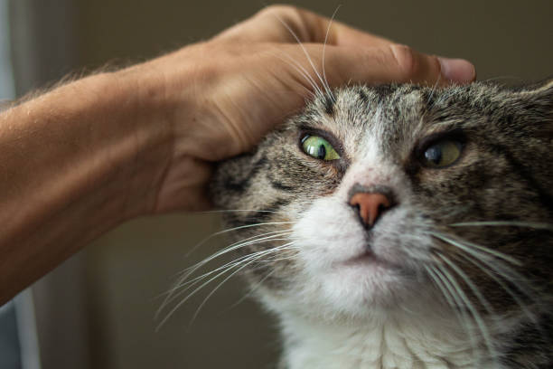 istock Unrecognizable man caressing old cat at home 1210628453