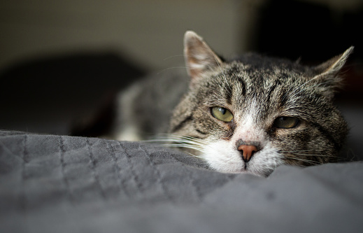 Tired old gray tabby cat with green eyes resting on soft bed at home