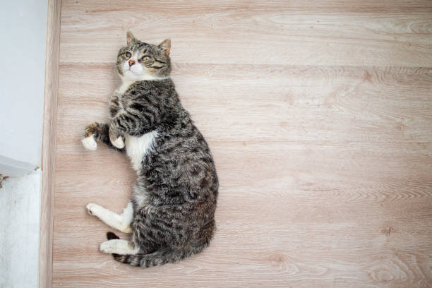 istock Adorable aged cat resting on floor at home 1210628654